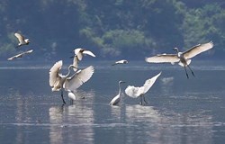 广西昭平： 白鹭翩跹