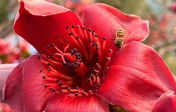 木棉花开红似火 恰到春来展俏颜