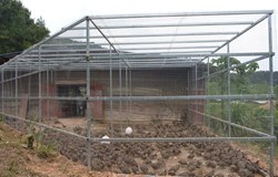 放养鹧鸪“飞”出致富路