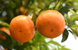 “晚熟大王”错峰上市