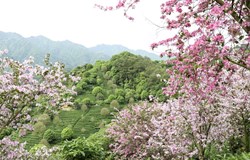 紫荆花锦簇 诉说翠茶香