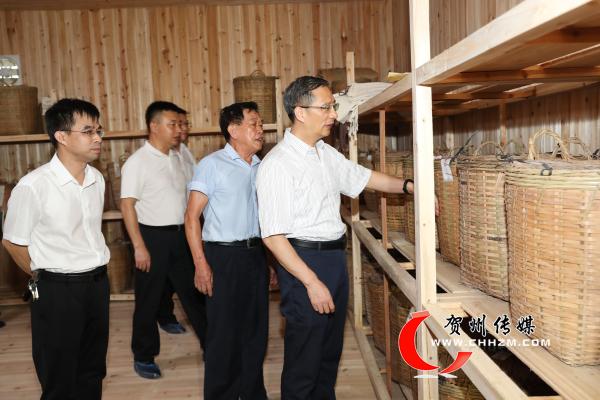 贺州市委书记李杰云在广西昭平县玉开茶业有限公司调研。.jpg