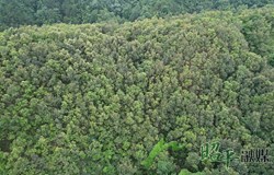 富罗林场开展珍贵树种大叶栎测量工作