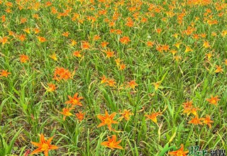 广西昭平：盛开的大花萱草