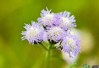 广西昭平：路边的小花也很美