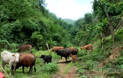 【乡村振兴看昭平】 林下养黄牛 奔向“牛”日子