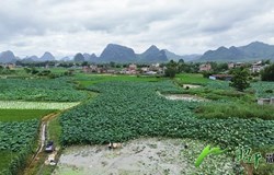 【乡村振兴看昭平】 3000亩莲藕迎丰收 产业兴旺促发展