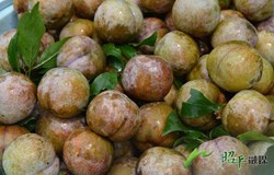 【乡村振兴看昭平】李子丰收采摘忙 线上线下销售旺