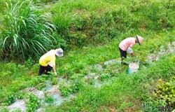 【乡村振兴看昭平】辣椒丰收采摘忙 过上火辣“红”日子