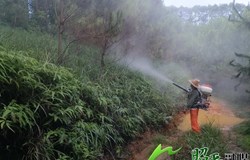 防控松毛虫 守护绿水青山