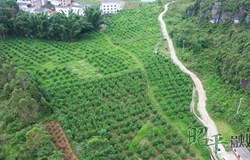 【乡村振兴看昭平】夏日桃园管护忙 奏响丰收“前奏曲”