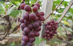 【乡村振兴看昭平】昭平葡萄采摘带火乡村游