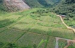 【乡村振兴看昭平】田间好“丰”景 香芋南瓜采收忙