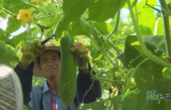 【乡村振兴看昭平】毛节瓜丰收 产销两旺
