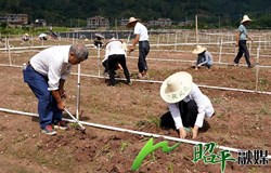 【乡村振兴看昭平】种下“绿条条”　奏响“致富歌”