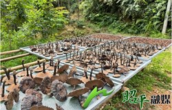 【乡村振兴看昭平】 小灵芝撑起“致富伞”　林下产业赋动能