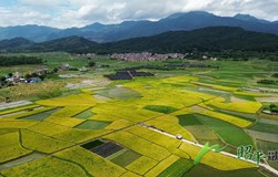 【乡村振兴看昭平】　亩均453公斤！昭平早稻交出“丰收答卷”