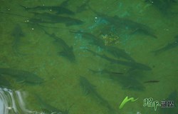 【乡村振兴看昭平】　巧借山泉水 养出“致富鱼”