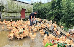 【乡村振兴看昭平】林下生态鸡 “啄”开致富门