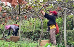 【乡村振兴看昭平】猕猴桃喜丰收 果农笑开颜