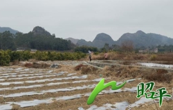 【乡村振兴看昭平】人勤春来早 春耕正当时