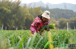 【乡村振兴看昭平】昭平韭菜苔抢“鲜”上市 铺就乡村致富路