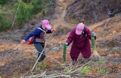 【乡村振兴看昭平】不误农时不负春 麻竹基地春耕忙