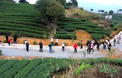 昭平县组织开展冬春农田水利设施建设和植树造林活动