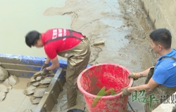 【乡村振兴看昭平】甲鱼巧施分塘养殖 促进产业提质增效