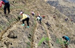 【乡村振兴看昭平】春风染新绿 茶山绘振兴