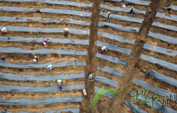 【乡村振兴看昭平】 昭平茶苗新栽沃土间