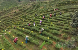 【乡村振兴看昭平】春风十里茶飘香 万亩茶园“金叶”长