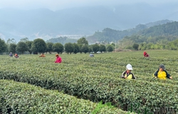 昭平春茶飘香  万亩茶园采摘忙