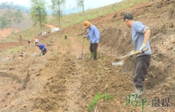 茶苗新植正当时 产业发展促增收