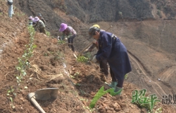 春季种茶正当时  集体经济展新颜