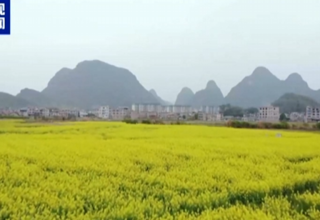 央视新闻客户端播出：油菜花开春意浓 广西昭平“冬闲田”变身网红打卡地
