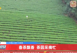 广西广播电视台新闻频道播出 昭平：春茶飘香 茶园采摘忙