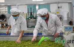 【乡村振兴看昭平】春茶生产进入旺季 茶企抢“鲜”赶制春茶