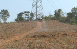 植保无人机 “智”理茶园