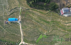 小小“致富菜” 拓宽共富路