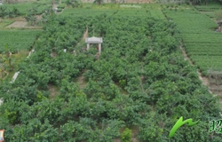 【乡村振兴看昭平】桑葚挂枝头 甜香引客来