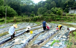 【乡村振兴看昭平】撂荒地变身“木薯田” 村民共绘乡村振兴新图景