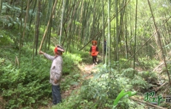 仙回非遗瑶浴 瑶乡养生密码