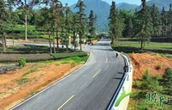 昭平：花六茶园道路成旅游新宠 激活乡村旅游活力