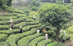 【乡村振兴看昭平】昭平茶园人气旺 采茶制茶引客来​