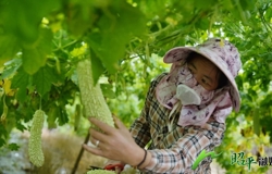 【乡村振兴看昭平】水瓜苦瓜喜丰收 装箱飘满致富路