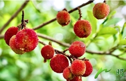 【乡村振兴看昭平】“果中玛瑙”缀枝头！