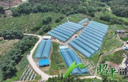 【乡村振兴看昭平】芒种时节话丰年  蔬果飘香丰收旺