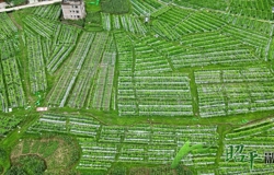 【乡村振兴看昭平】 52亩毛节瓜丰收 小产业带动大发展