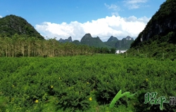 【乡村振兴看昭平】昭平黄姚5万斤鹰嘴桃丰收在望